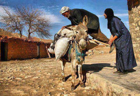 پەندى کوردى